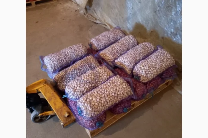 Продаж лука севка- фото № 8