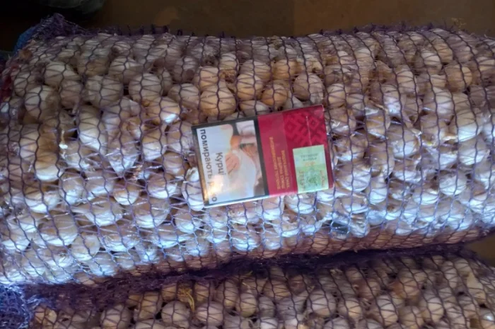 Продаём лук севок на постоянной основе- фото № 7