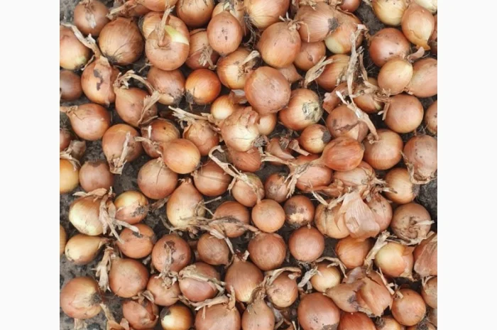 Продається цибуля сорт Саброссо- фото № 1