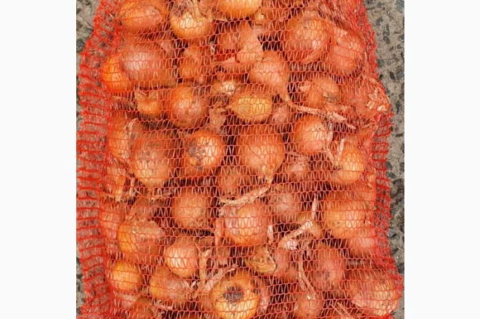 Продається цибуля сорт Саброссо- фото № 5