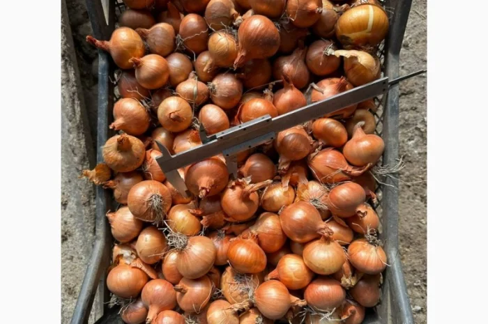 Терміново купимо овочі оптом/фрукти/ягоди- фото № 1