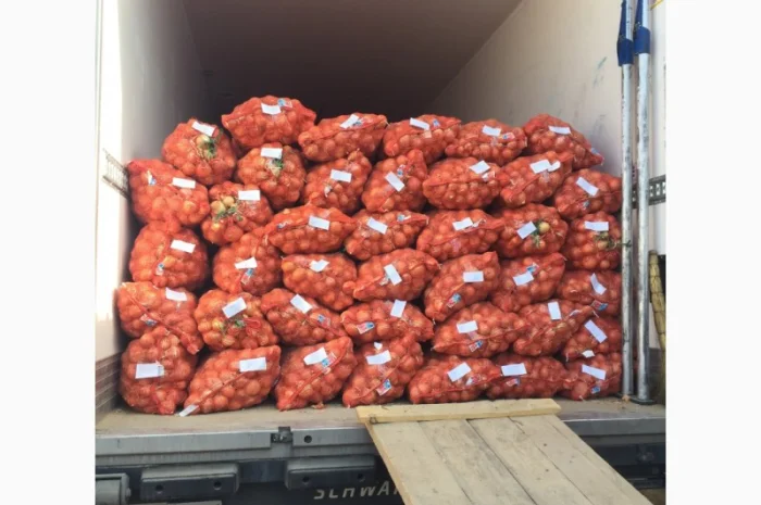 Лук репчатый манас из Казахстана- фото № 1