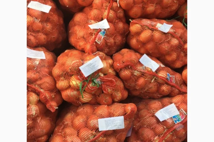 Лук репчатый манас из Казахстана- фото № 2