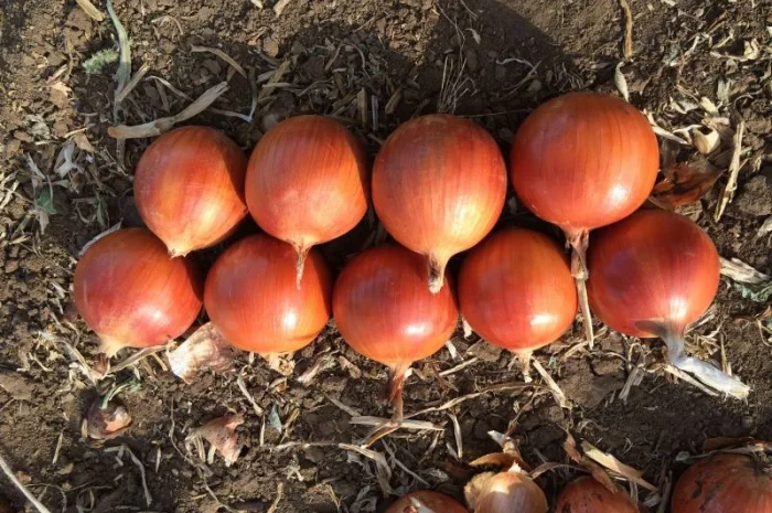 Продажа товарного лука из Казахстана- фото № 1