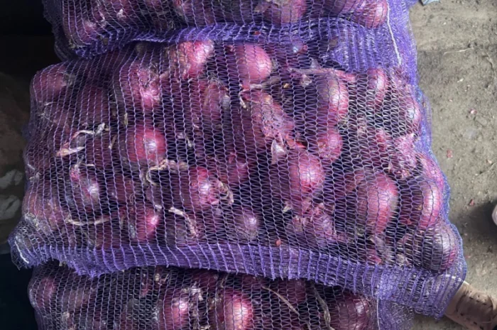 Продам крупный лук марс качество супер- фото № 2