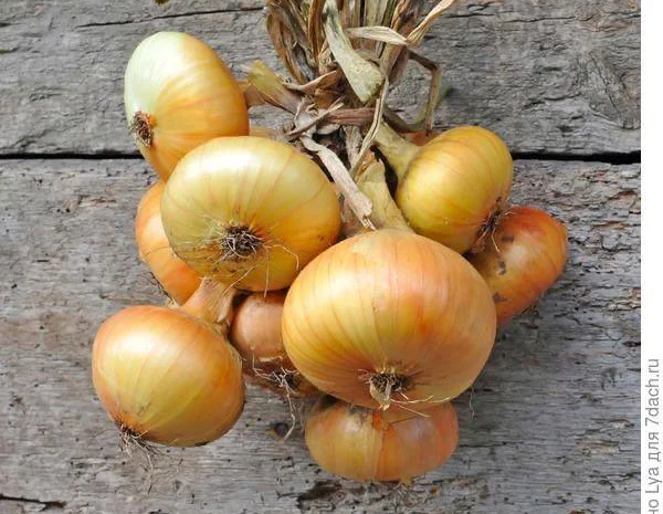 Шукаємо постачальників цибулі по всій Україні від 10 тон- фото № 1