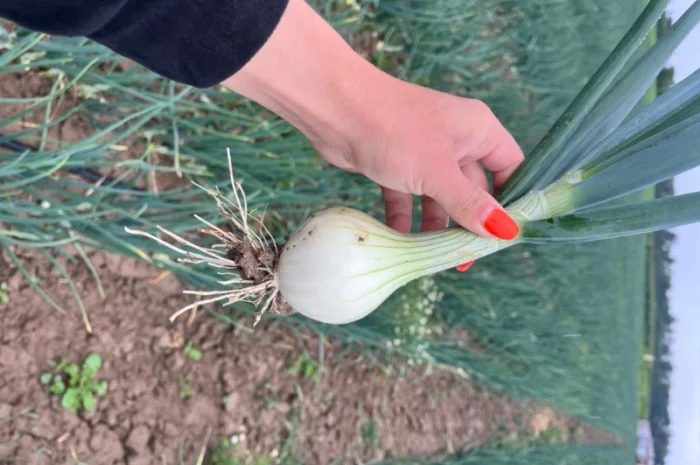 Цибуля молода Трой- фото № 1