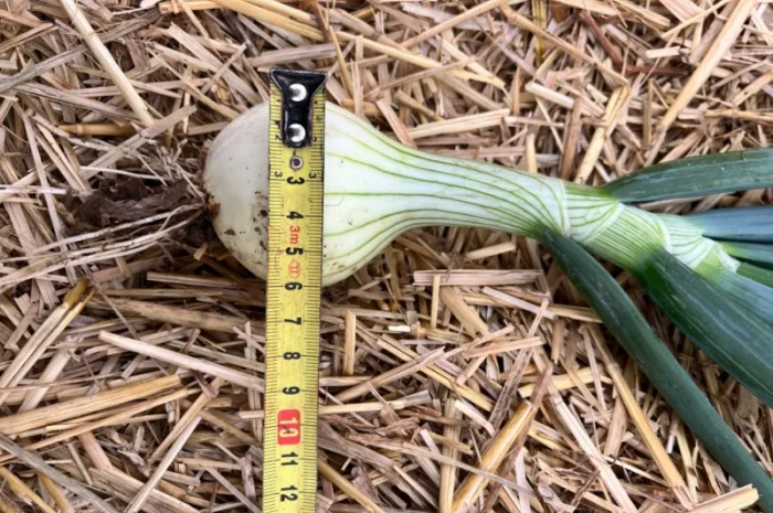 Цибуля молода Трой- фото № 2