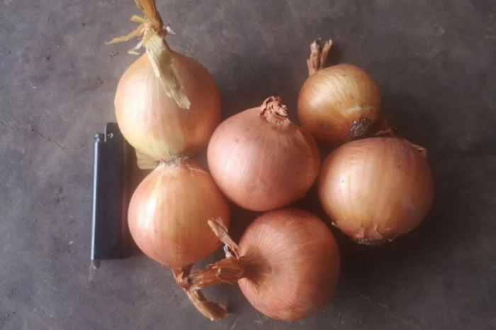 Продаю лук оптом- фото № 1