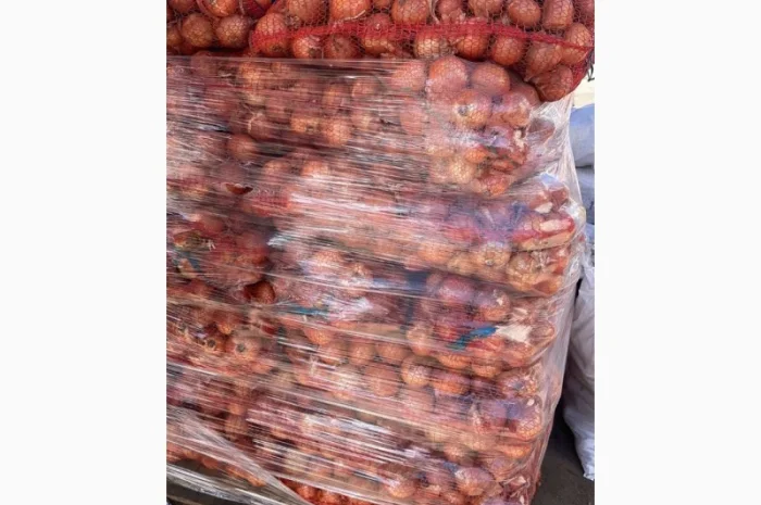 Продаю лук сорт штутгарт- фото № 1