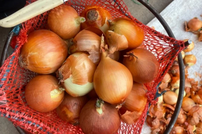 Продаю лук сорт штутгарт- фото № 9