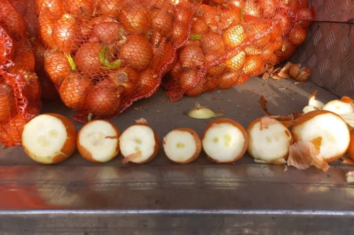 Продаю лук сорт штутгарт- фото № 10