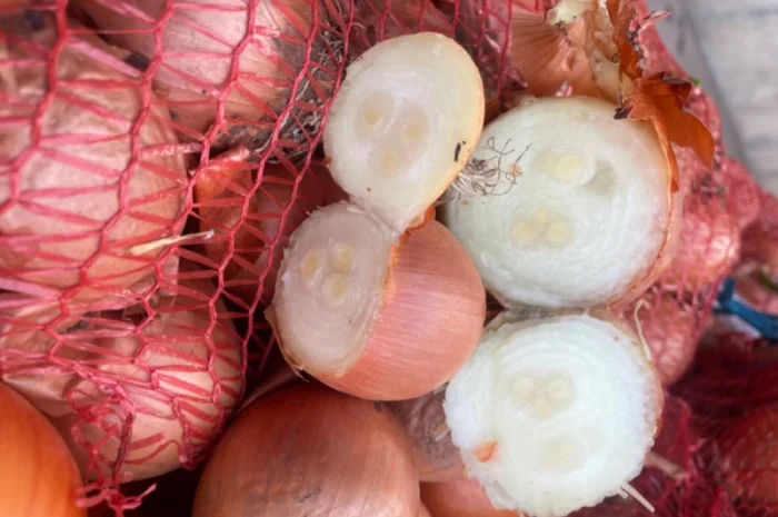 Продаю лук сорт штутгарт- фото № 2