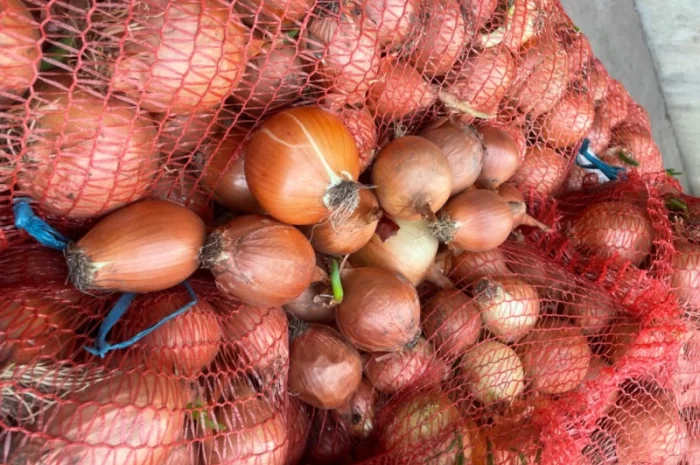 Продаю лук сорт штутгарт- фото № 4