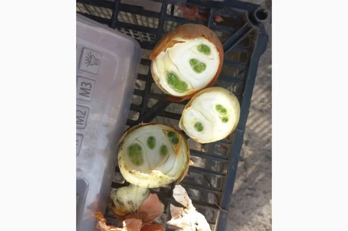 Продаю лук сорт штутгарт- фото № 5