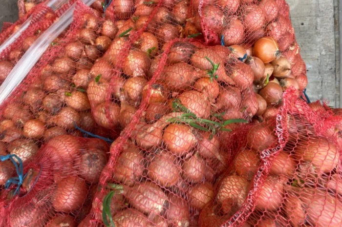 Продаю лук сорт штутгарт- фото № 6