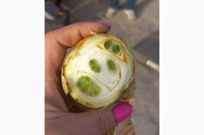 Продаю лук сорт штутгарт- фото № 7