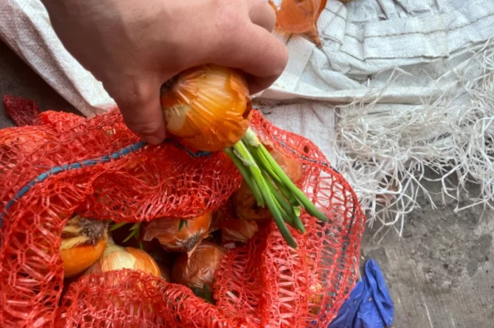 Продаю лук сорт штутгарт- фото № 8