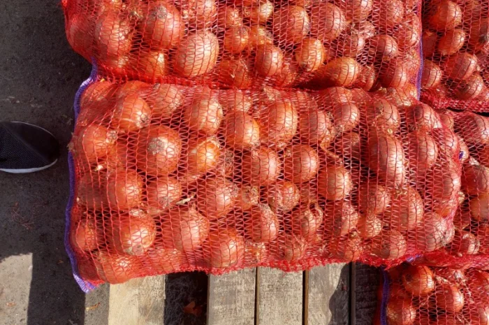 Продам лук желтий- фото № 2