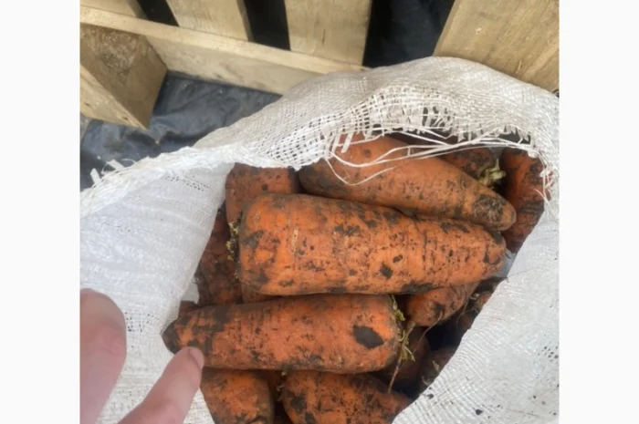 Продам лук желтий- фото № 5