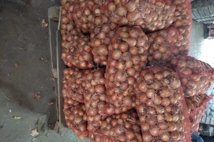 Продам цибулю медузу та франциско- фото № 1