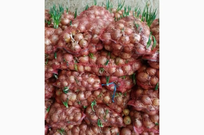 Продам цибулю- фото № 2