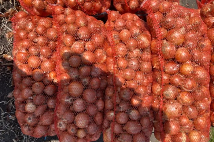 Продам Лук Дерек- фото № 1