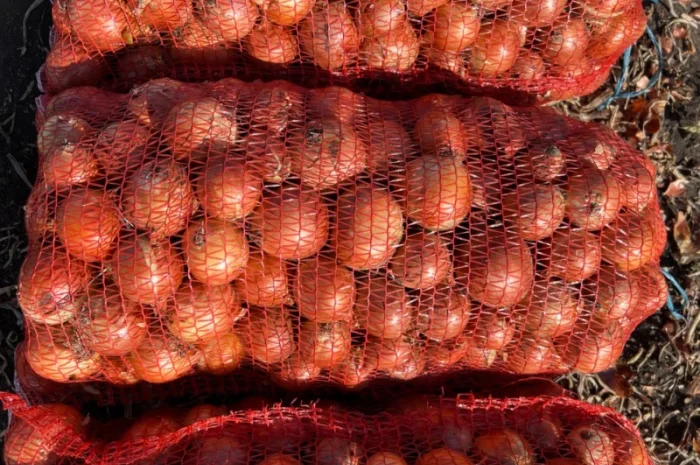 Продам Лук Дерек- фото № 2