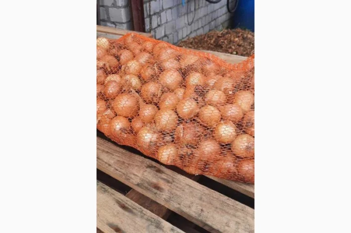 Продам лук желтый Польша размер+ 40 в мешках по 15 кг- фото № 2