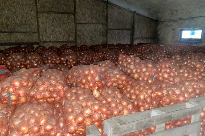 Продам цибулю. Сорт Медуза- фото № 1