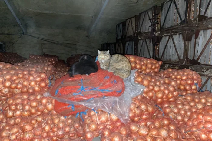 Продам цибулю. Сорт Медуза- фото № 4