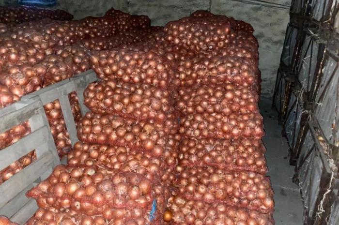 Продам цибулю. Сорт Медуза- фото № 6