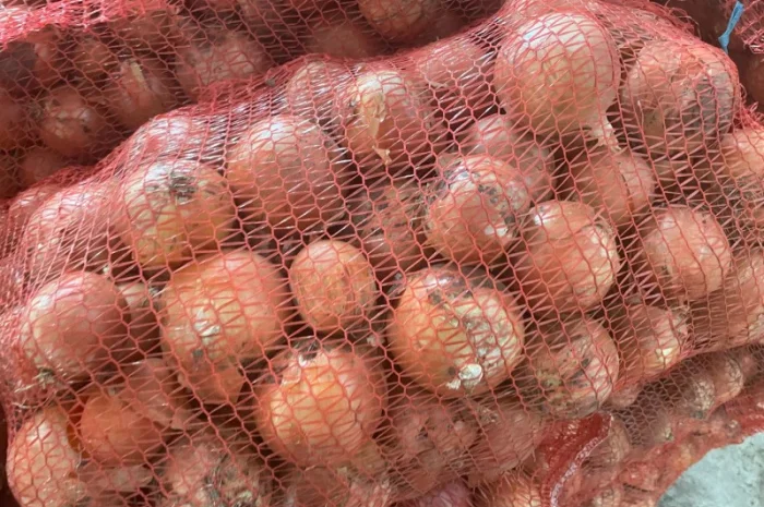 Цибуля ріпчаста- фото № 1