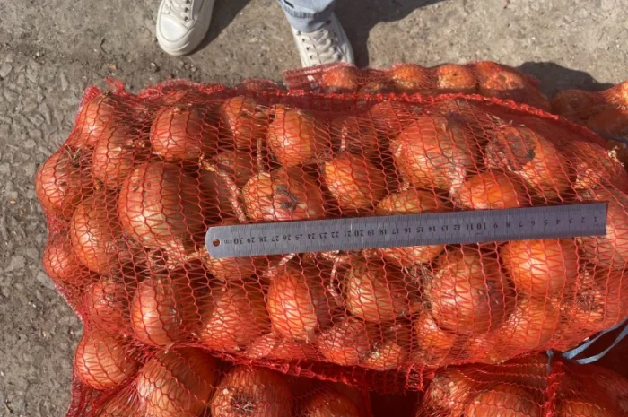 Цибуля ріпчаста- фото № 2