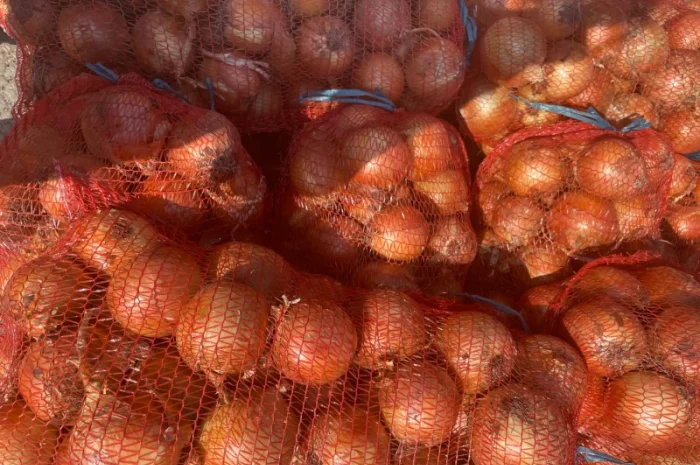 Цибуля ріпчаста- фото № 3