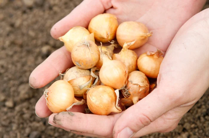 Продам лук севок урожай 2024год- фото № 1