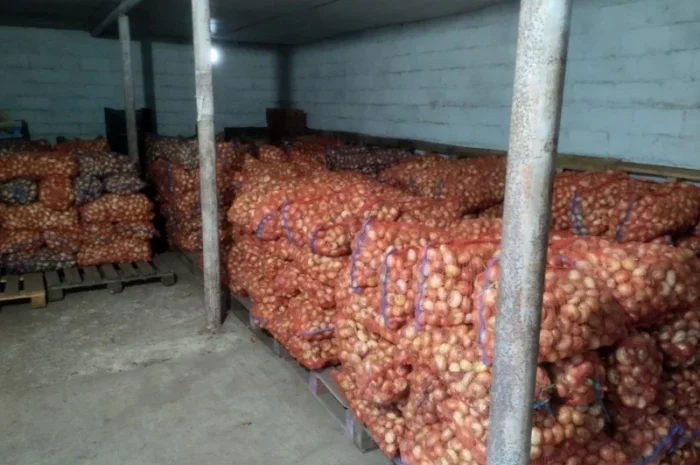 Цибуля лук штудгарт зелене перо продам- фото № 2