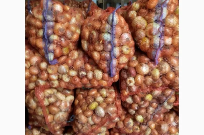 Цибуля лук штудгарт зелене перо продам- фото № 3