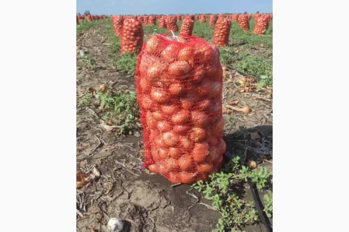 Продам лук штутгарт- фото № 1