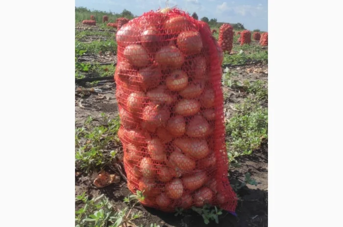 Продам лук штутгарт- фото № 2