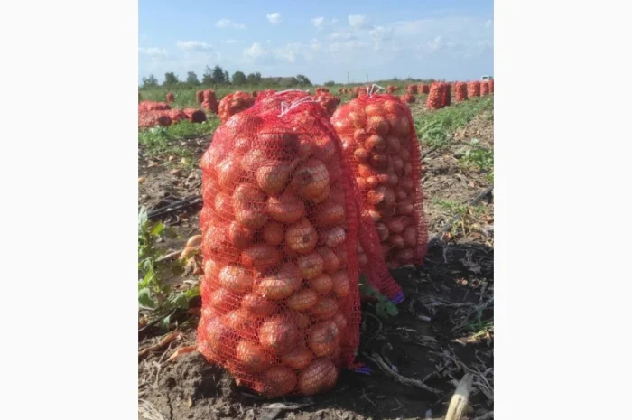 Продам лук штутгарт- фото № 3