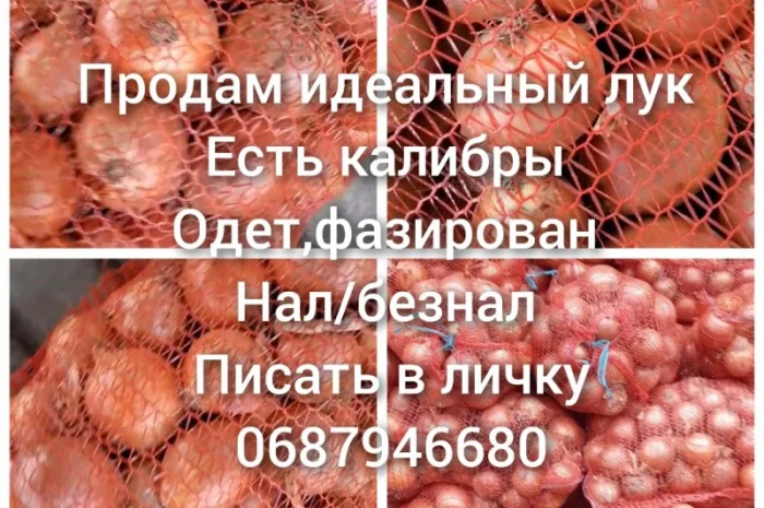 Продам идеальный лук- фото № 1