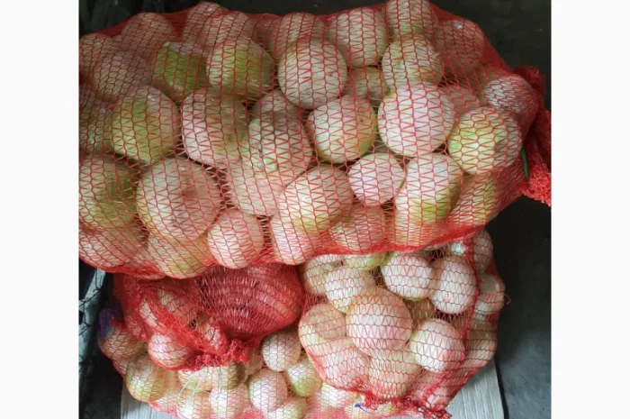 Продам лук репчатый очищенный- фото № 1