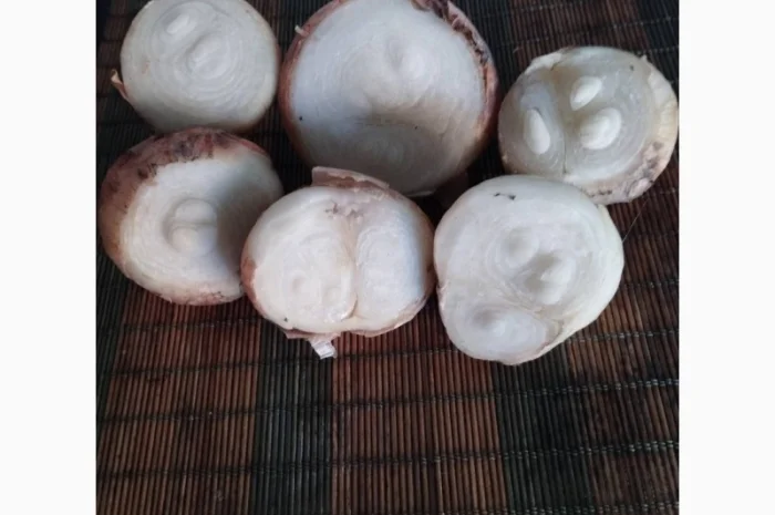 Штутгарт на перо- фото № 2