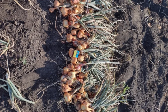 Штутгарт на перо- фото № 5