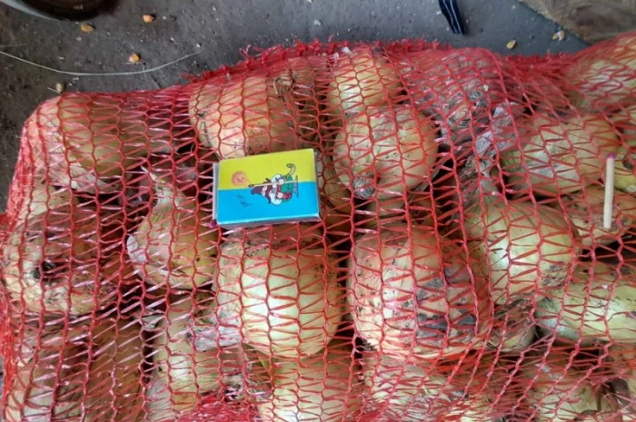 Продам лук молодой- фото № 2