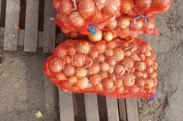 Продам цибулю Киев- фото № 1