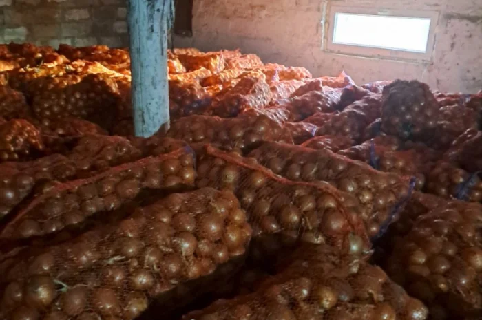 Продам лук- фото № 5