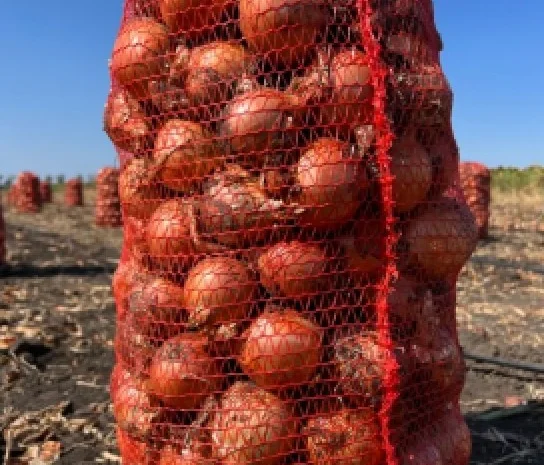 Продам лук- фото № 1