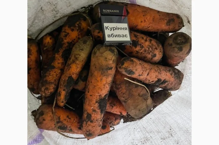 Продаж моркви та буряка від виробника- фото № 4